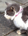 首輪つき猫　さん