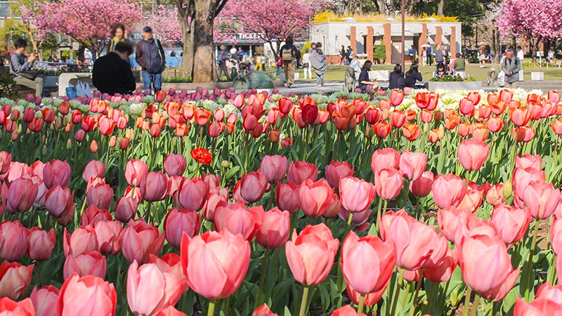 桜の後にも花は咲く! 市内全域で「ガーデンネックレス横浜2018」が開催中